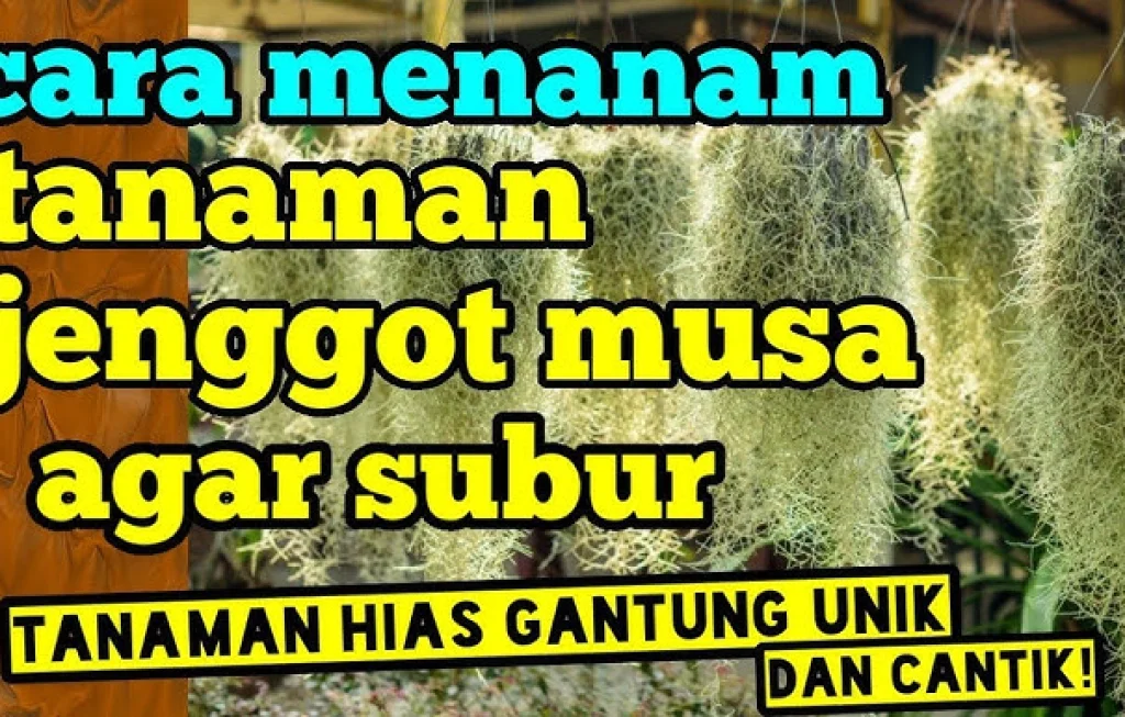 Tanaman Jenggot Musa