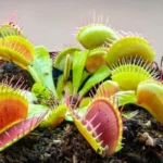 tanaman karnivora hias