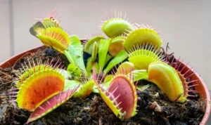 tanaman karnivora hias