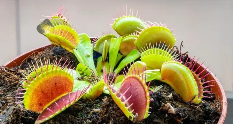 tanaman karnivora hias