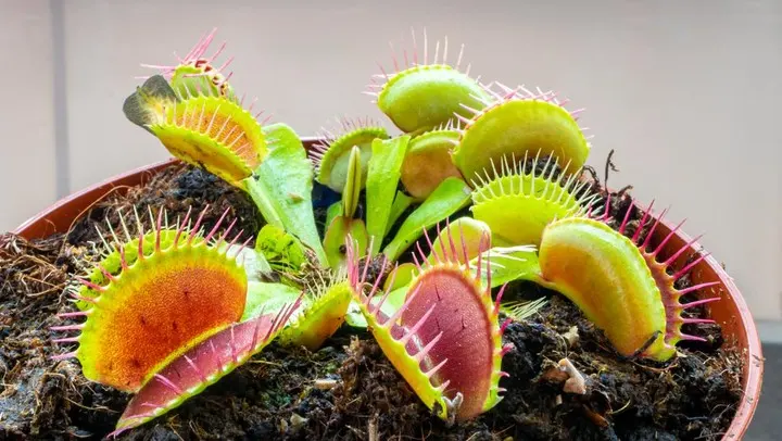 tanaman karnivora hias