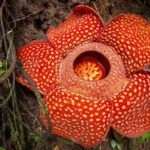 tanaman paling langka