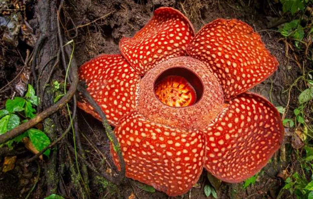 tanaman paling langka