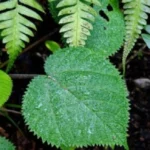 tanaman paling mematikan