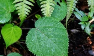 tanaman paling mematikan