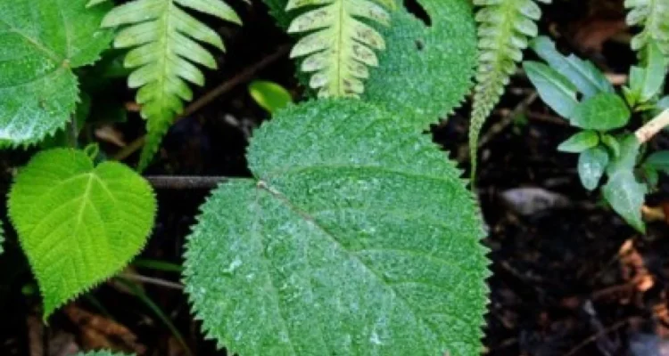 tanaman paling mematikan