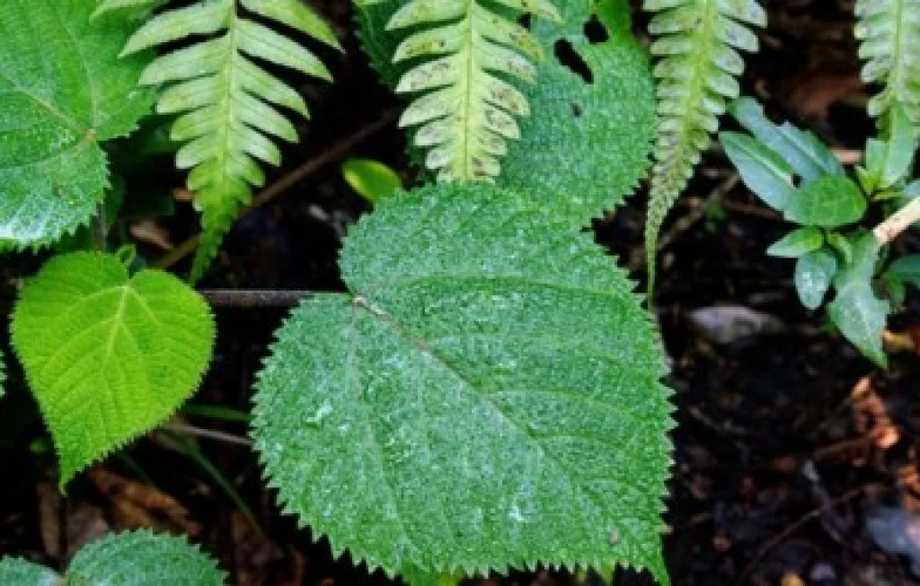 tanaman paling mematikan