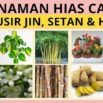 Tanaman Pengusir Jin