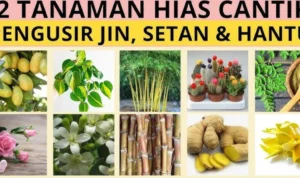 Tanaman Pengusir Jin