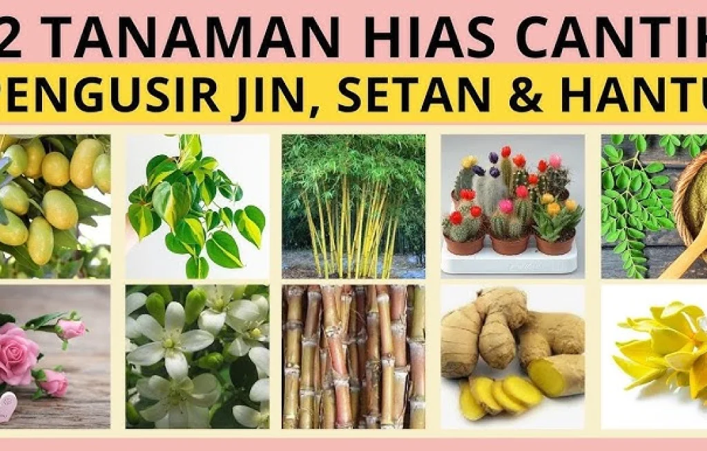 Tanaman Pengusir Jin