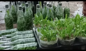 teknik aklimatisasi tanaman