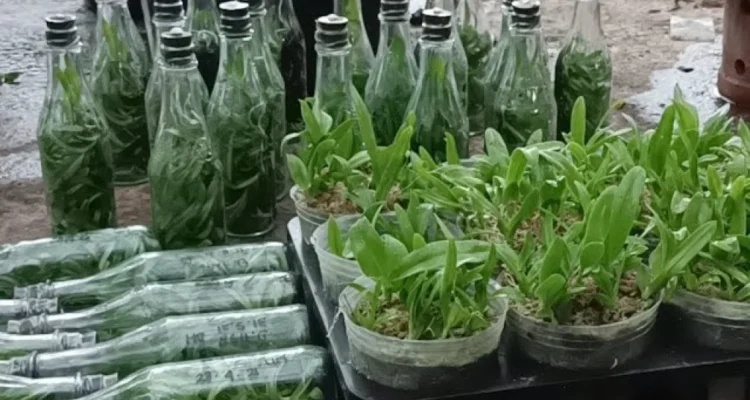 teknik aklimatisasi tanaman