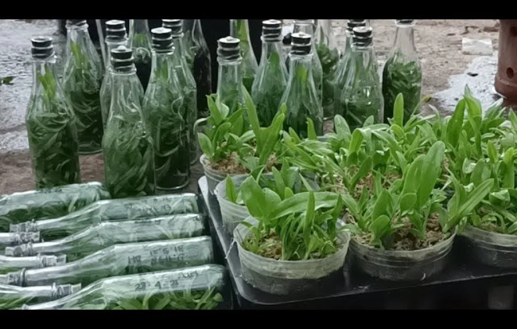 teknik aklimatisasi tanaman