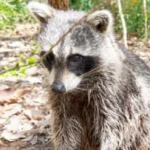 tiket atraksi hewan liar