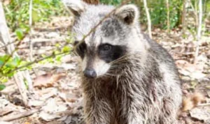 tiket atraksi hewan liar