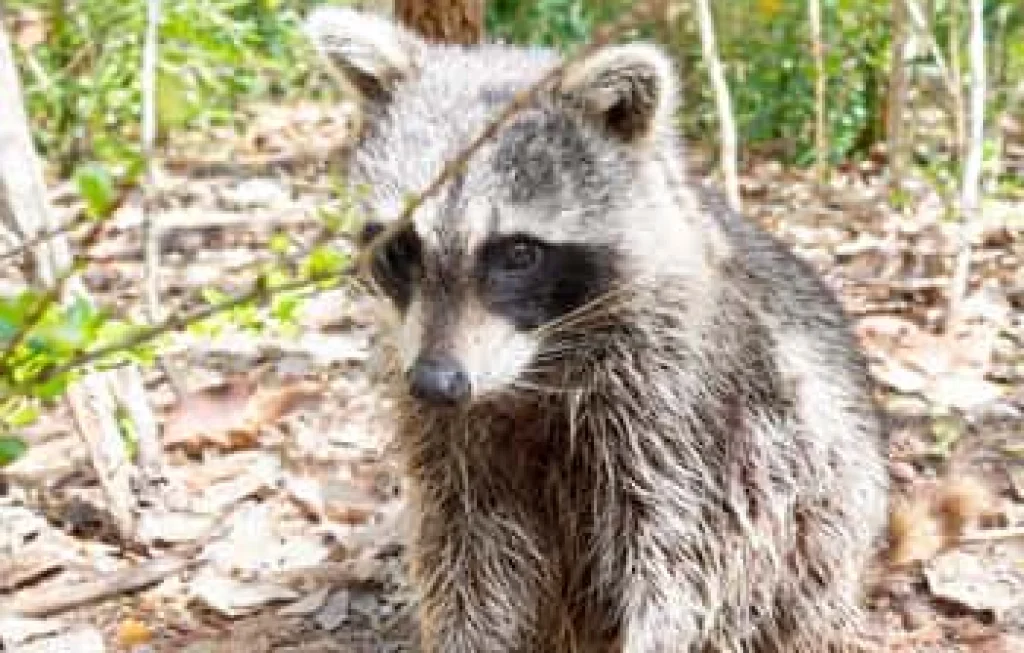 tiket atraksi hewan liar