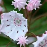 Tumbuhan Eksotis Langka