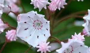 Tumbuhan Eksotis Langka