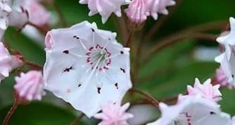 Tumbuhan Eksotis Langka