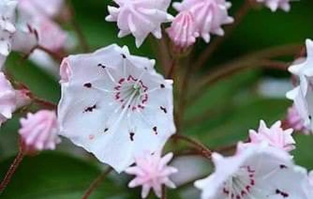 Tumbuhan Eksotis Langka