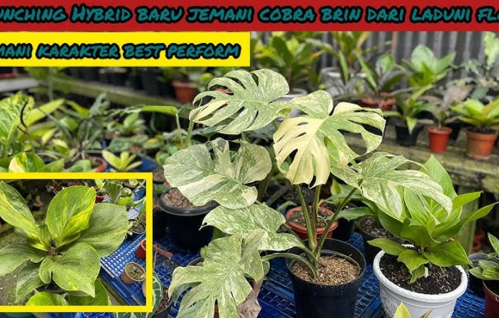 tumbuhan hias baru BRIN