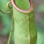 tumbuhan kantong semar