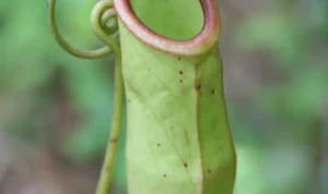 tumbuhan kantong semar