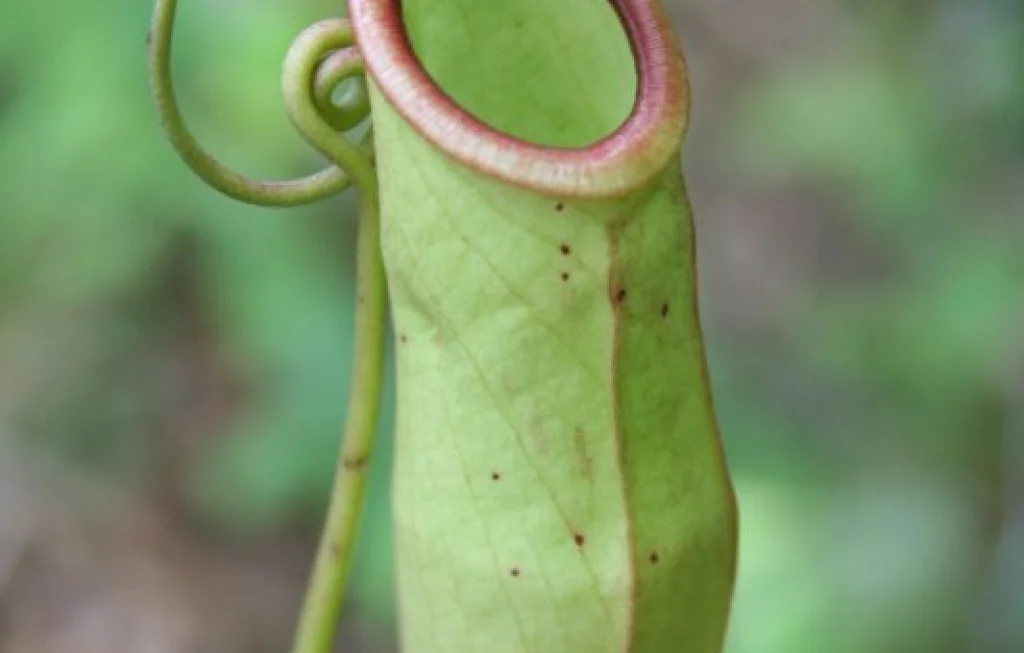 tumbuhan kantong semar
