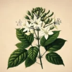 Tumbuhan Khas Minahasa