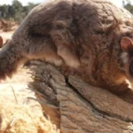 tumbuhan spesies baru