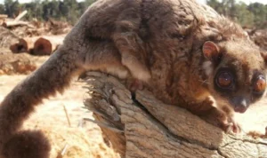 tumbuhan spesies baru