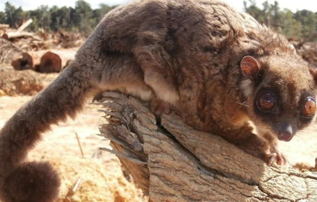 tumbuhan spesies baru