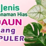 7 Jenis Tanaman Hias