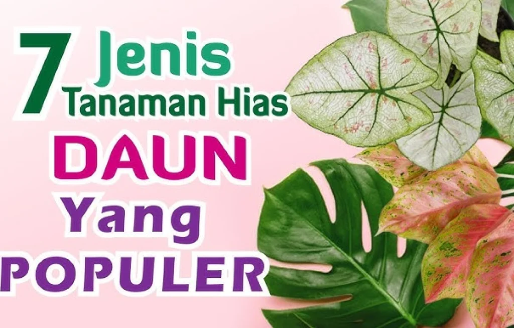 7 jenis tanaman hias