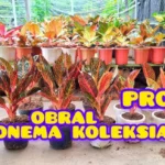 Aglonema Berbahaya di Rumah
