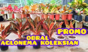 Aglonema Berbahaya di Rumah