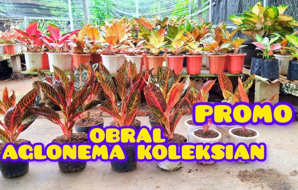 Aglonema Berbahaya di Rumah