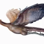 Archaeopteryx dan burung modern