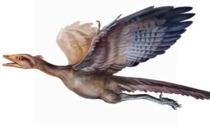 Archaeopteryx dan burung modern