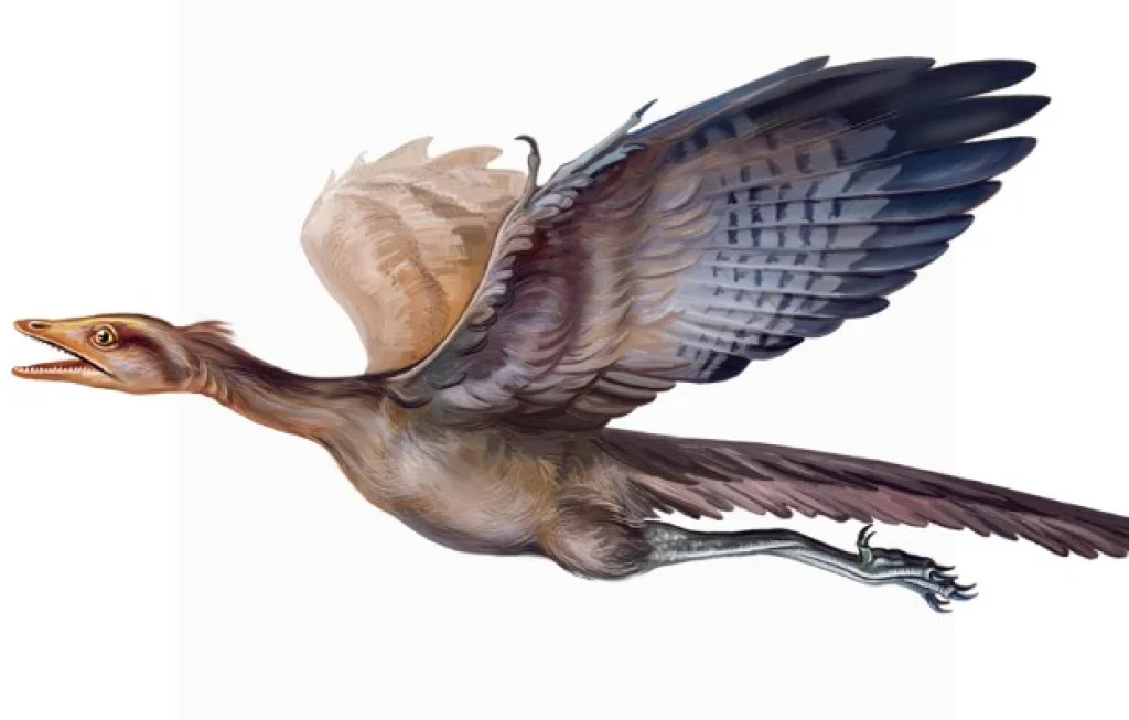 Archaeopteryx dan burung modern