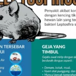 bahaya kotoran tikus