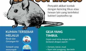bahaya kotoran tikus