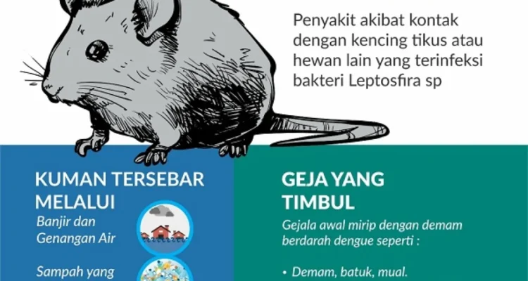 bahaya kotoran tikus
