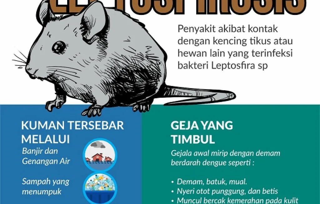 bahaya kotoran tikus