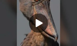 Bentuk Burung Dodo (Berita; Mood Sedih & Penasaran)
