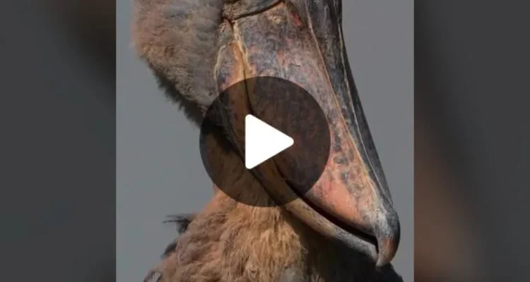 Bentuk Burung Dodo (Berita; Mood Sedih & Penasaran)