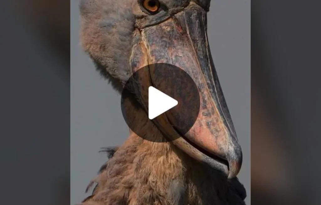 Bentuk Burung Dodo (Berita; Mood Sedih & Penasaran)