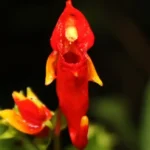 Budidaya Pacar Merah Gayo