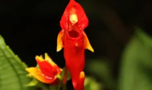 Budidaya Pacar Merah Gayo