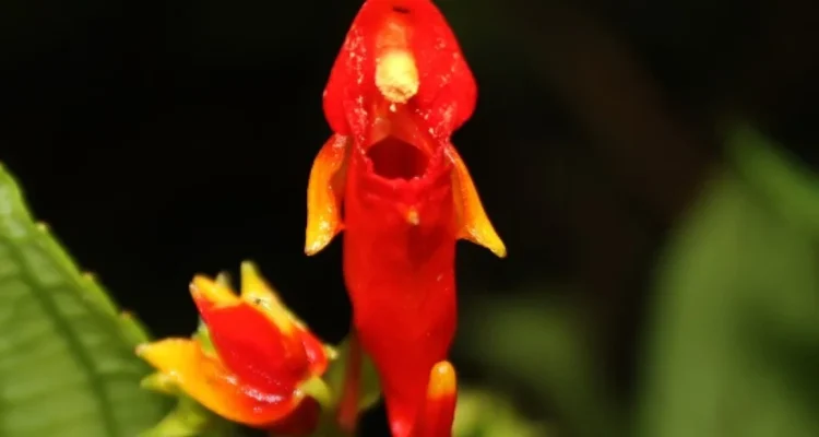 Budidaya Pacar Merah Gayo